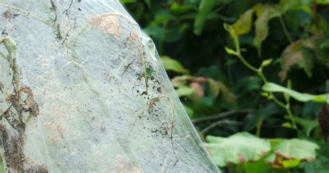 Location will be at cliffside building, 2140 bagnesll dam blvd, ste 302b, lake ozark mo 65049. A B Pest Control and Insulation: Webworms Taking Over The ...