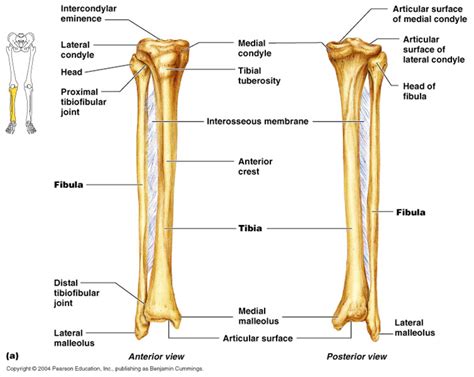 Tibia And Fibula Lower Leg Bones Leg Bones Medical Anatomy