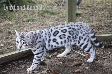 Silver Bengal Cat Genetic Information About Silver Bengal Cats And