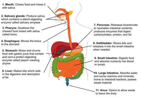 3 4 the digestive system medicine libretexts