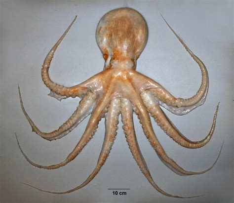 8 Largest Octopus Species In The World