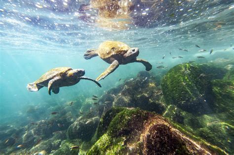 Galapagos Day With The Galapagos Conservation Trust Ecoventura