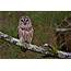 Hoot Owl Karma Eyes  New Years Surprise