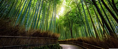 Bamboo Desktop Wallpapers Top Free Bamboo Desktop Backgrounds