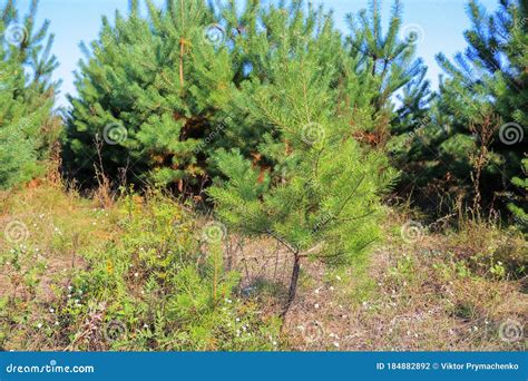 Little Pine Tree On The Field Stock Photo Image Of Nature Park
