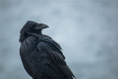 Black Raven Bird