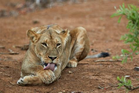 Lioness Lying Down Stock Photos Pictures And Royalty Free Images Istock