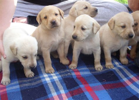 Golden retriever puppies are one of the most popular dog breeds for a reason! ADORABLE PEDIGREE YELLOW LABRADOR PUPPIES FOR SALE ...