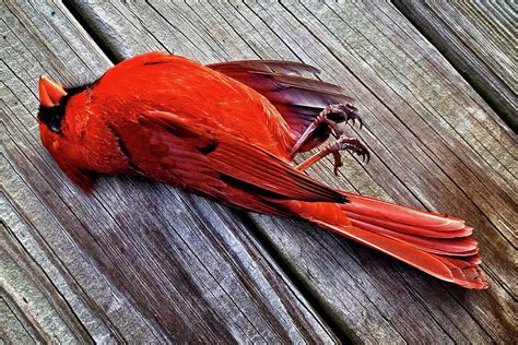 Dead Cardinal Photograph By Matt Plyler Pixels