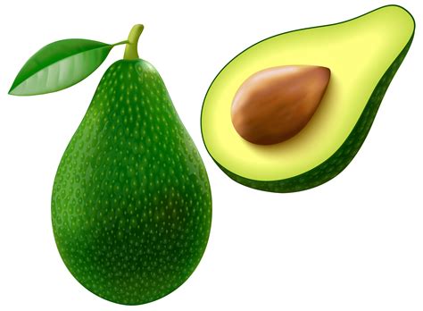 Avocado PNG Vector Clipart Image | Gallery Yopriceville ...
