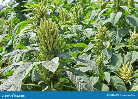 Indian Green Amaranth Cultivation Stock Photo Image Of Easily