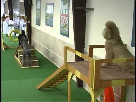 Learn dog training methods that train puppies quickly. Dog Indoor Obstacle Course | Dog playground, Dog play ...