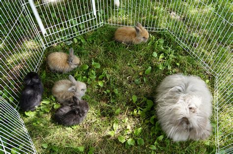 English Angora Rabbits For Sale In Bluford Illinois Usa Rabbit Breeders