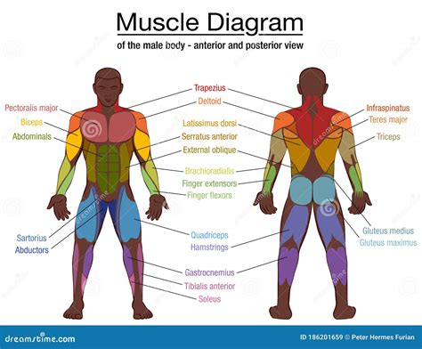 Muscle Diagram Male Body Names Stock Vector Muscle Diagram Human Images