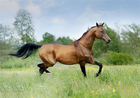 Akhal Teke Horse Breed Profile