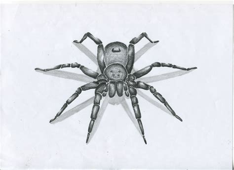 Sketchspider16 Spider Animals Insects