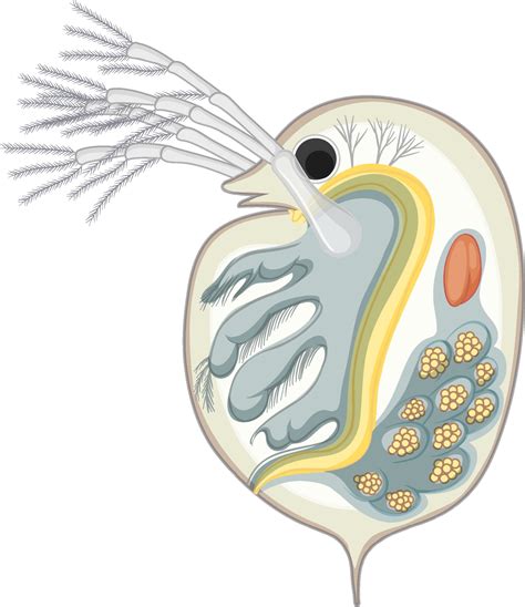 Daphnia Isolated On White Background 2052865 Vector Art At Vecteezy