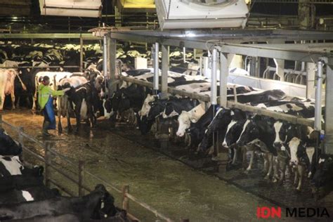 potret pabrik susu terbesar  indonesia canggih banget