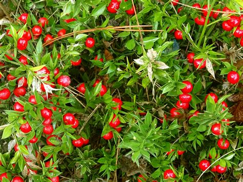 Red Berries Plant Free Stock Photo Public Domain Pictures