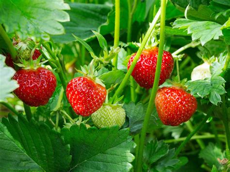 In hanging baskets, borders, in upside down planters, window boxes, pots, and garden beds. Strawberry Plant Care - How To Plant Strawberries