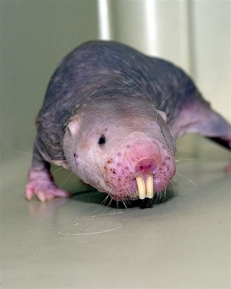 Nakedmolerat Reveal Your Inner Naked Mole Rat Deviantart Hot Sex Picture