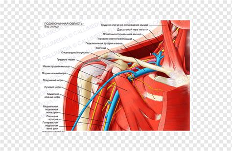 Fossa Infraclavicular Artéria Subclávia Anatomia Plexo Braquial Fossa