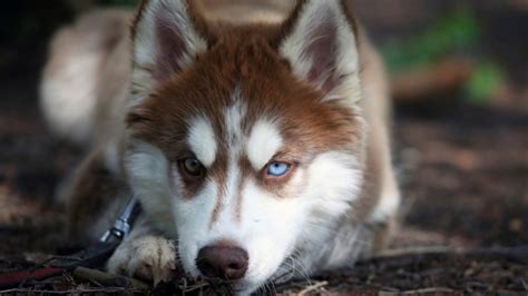 Siberian Husky Dog Breed Information Pictures