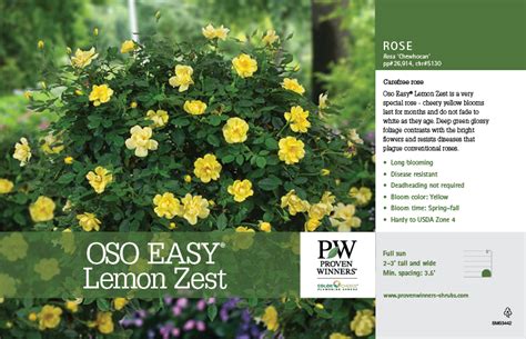 Rosa Oso Easy Lemon Zest Landscape Rose 11x7 Variety Benchcard