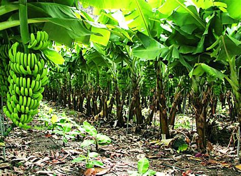 Cultivo De Plátano Podría Perderse Por Lluvias Al Sur Del Lago De Maracaibo