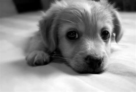 animal, black and white, cute, dog, puppy - image #308734 on Favim.com