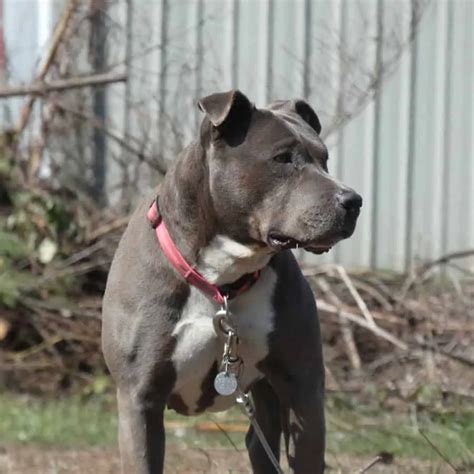 The Blue Nose Pitbull Your Ultimate Breed Information Guide Your
