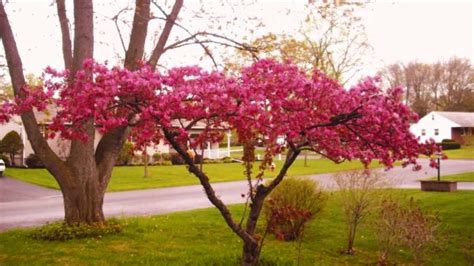 Pruning A Crabapple Tree Topiary Gardening Youtube