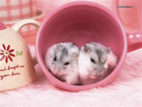 Cute Hamster Wallpapers Wallpaper Cave