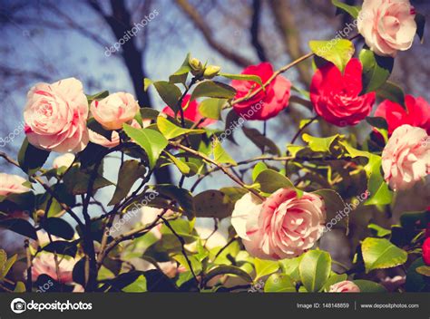 Rosen gehören einfach in jeden klassischen garten. Rose im Garten. Rose Blumen Dekoration, floraler ...