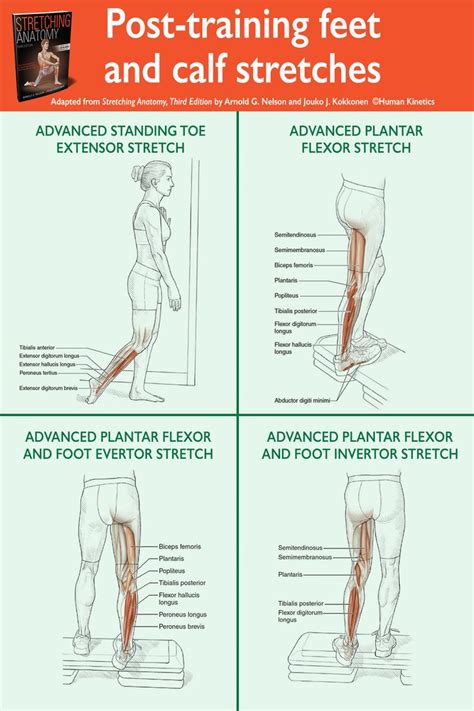 Enhance Recovery With Feet And Calf Stretches In 2020 Anatomy