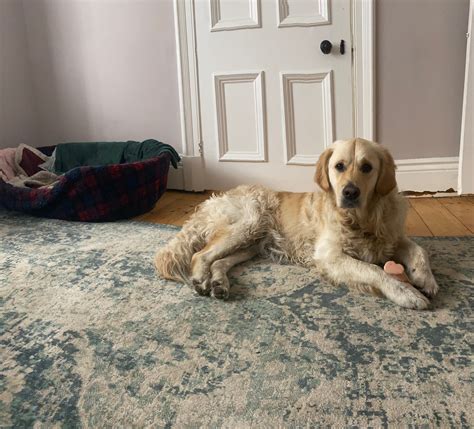 Recurrent Diarrhoea In 18 Month Old Golden Retriever Dog Forums