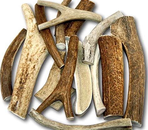 Top 10 Best Antler Chews For Dogs Reviews And Buying Guide Katynel