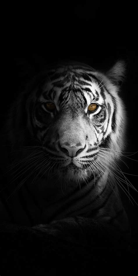 A Black And White Photo Of A Tiger In The Dark With Its Eyes Glowing Yellow