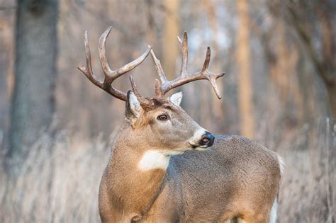 Wisconsin Gun Deer Hunt 2023 License Sales And Harvest Totals