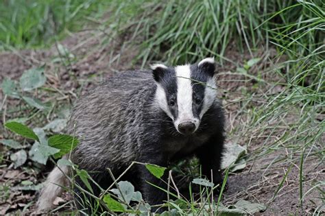 Wildwood Trust Wild Joins The Fight To Save Britains Badgers From The