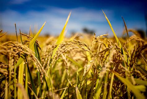 Rice Plant Harvest