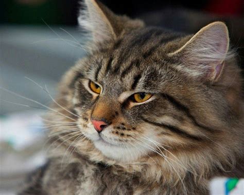 Norwegian Forest Cat Breed Description Characteristics Appearance