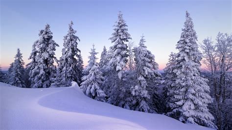 Winter Wallpaper 4k Snow Pine Trees Evening Cold 3753