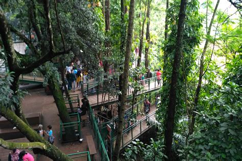 Suasana Hutan Di Tengah Kota Bersantai Di Forest Walk Bandung