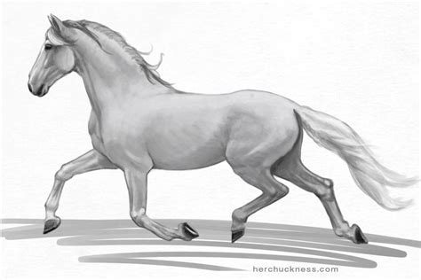 horse anatomy studies herchuckness design  illustration