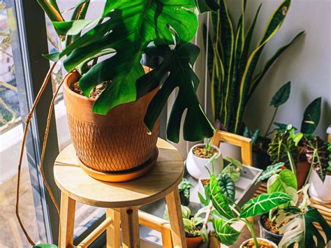 You'll be surprised at the. How to Keep Your Houseplants Alive - Roses and Cardamom ...