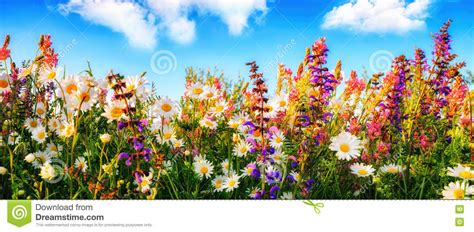 Flowers On A Meadow And The Blue Sky Stock Photo Image