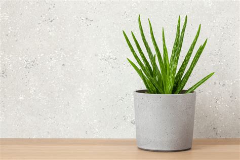 10 Office Plants That Dont Need Sunlight For Your Desk Plant House