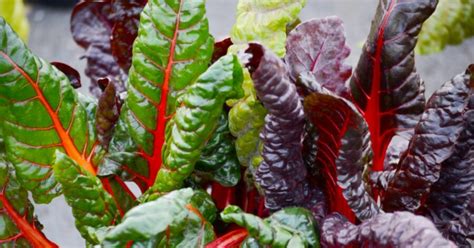 Swiss chard, scientific name beta vulgaris, is a leafy green vegetable whose other common names one hundred grams of raw swiss chard contains 830 micrograms of vitamin k, which is 1,038. Swiss Chard is Beautiful Colourful and Surprising Good for ...