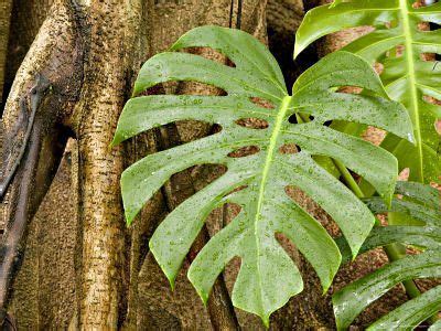 The amazon rainforest is known for being the largest tropical rainforest in the world, covering much of brazil, peru, colombia and other countries in south america. tropical plants flowers and decor | Rainforest plants ...